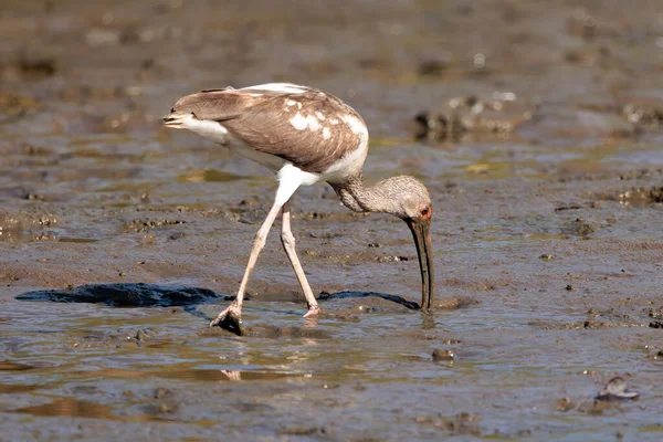 Juvenile American White Ibis Eudocimus Albus Walking Looking Food Sand — Φωτογραφία Αρχείου