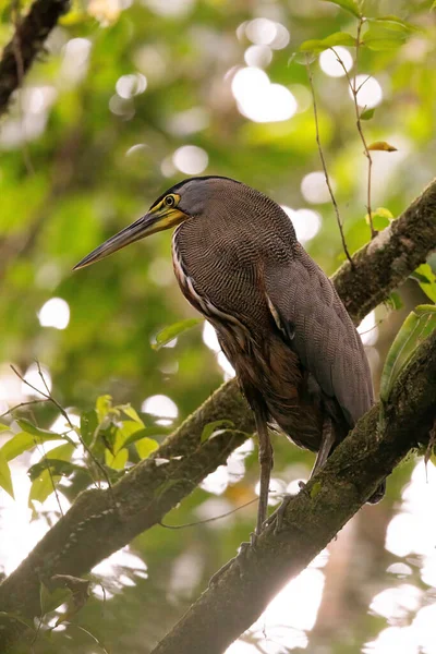 Kosta Rika Daki Tortuguero Ulusal Parkı Nda Bir Dala Tünemiş — Stok fotoğraf