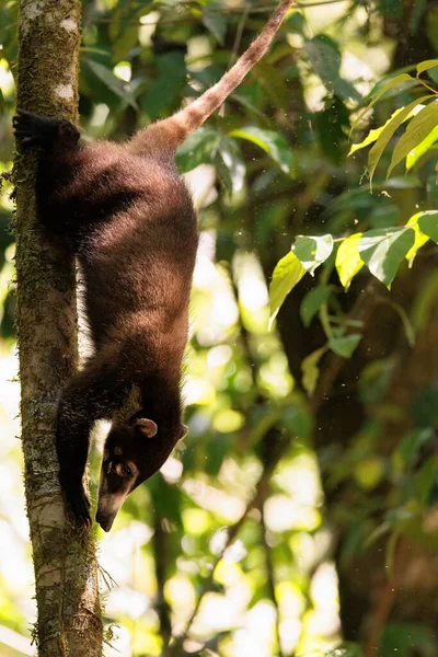 Wild Coati Nausa Dwalen Corcovado Nationaal Park Osa Schiereiland Costa — Stockfoto
