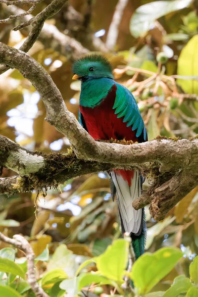 Resplendent Quetzal Haromachrus Mocinno Perching Branch Curi Cancha Wildlife Refuge — Stock Photo, Image