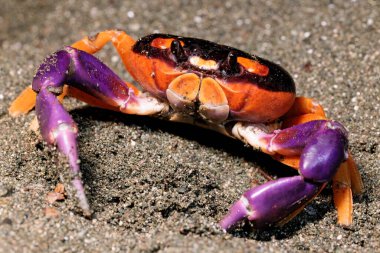 Geceleyin Puerto Jimenez, Osa yarımadası, Kosta Rika yakınlarındaki sahilde Gecarcinus Quadratus Cadılar Bayramı yengeci. Yüksek kalite fotoğraf