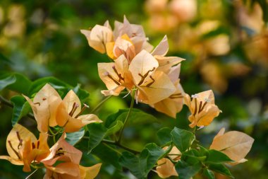 Bahçede yerde güzel çiçekler