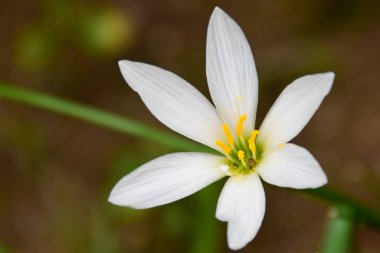 Bahçesinde yeşil yaprakları olan beyaz bir çiçeğe yakın çekim, bir yaz günü.