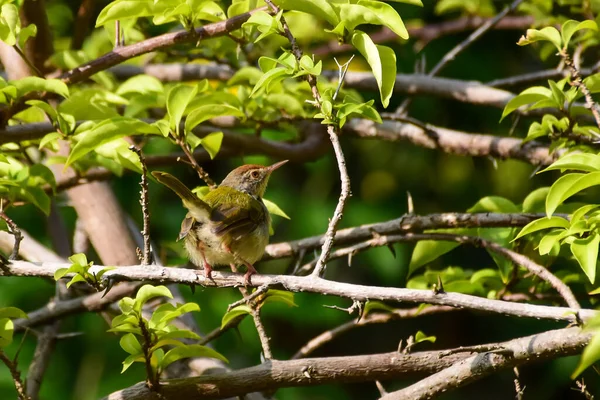 森の木の枝に鳥が座っています — ストック写真