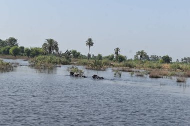 Pakistan 'daki sel felaketi ve farklı STK' lar tarafından başlatılan yardım çalışmaları