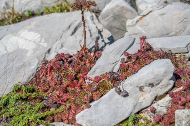 Kurumuş çiçekli ev hanımları sonbaharda çimlerle çevrili dağdaki kayalıklarda / taşlarda