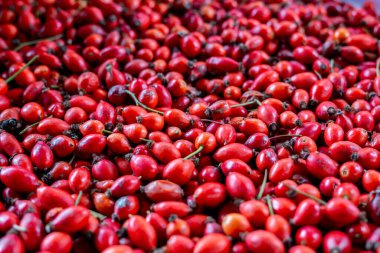 Bir demet yeni toplanmış kırmızı gül kalçası.