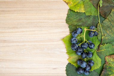 Güz mevsiminde üzüm yaprakları ve taze meyveden oluşan yaratıcı yerleşim alanı tarafsız bir masada. Düz yatıyordu. Sonbahar doğası kavramı terk eder. Sunum slaytı için harika.