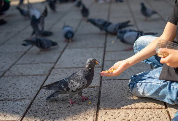 Niño Alimentando Una Paloma Con Trigo Maíz Mano — Foto de Stock