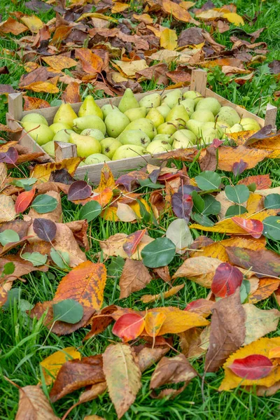 Cosechando Frutos Pera Una Cesta Madera — Foto de Stock