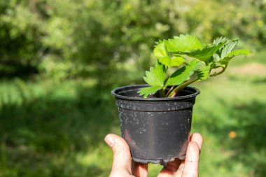 Küçük bir tencerede ekilmeye hazır çilek fidanı.