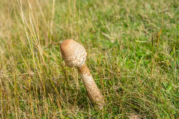 在田野的草丛中 有一株新的圆圆的伞形蘑菇 — 图库照片