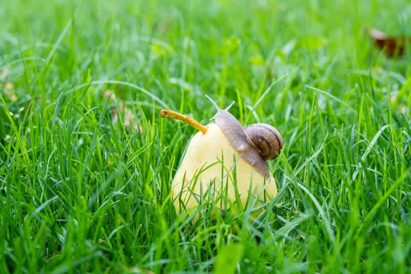 Caracol Con Una Casa Una Pera Amarilla Hierba — Foto de Stock