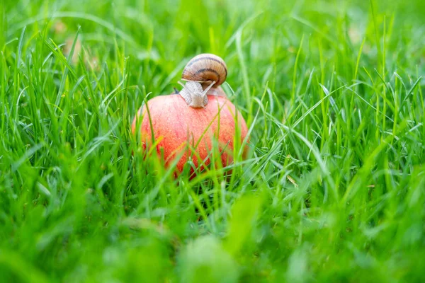 Escargot Avec Une Coquille Maison Sur Une Pomme Rouge Dans — Photo