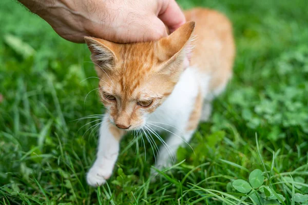 Cuddling a small ginger cat with hand