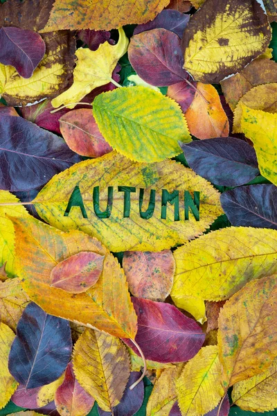 多姿多彩的秋天绿叶概念 — 图库照片