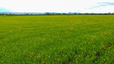 Pirinç tarlasının havadan görünüşü - hektarlarca pirinç