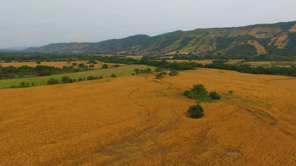 Valle de San Juan - Tolima Kolombiya - Gökyüzü Peyzajını Gürültü yapmadan Seçici Odakla