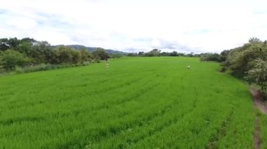 Çalışanların pirinç hasadı yaptığı drone görüntüleri - tarlada pirinç yetiştiren çiftçiler 