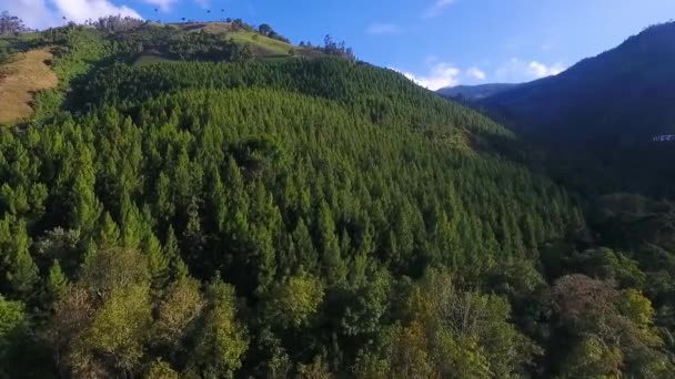 Luchtfoto Van Bos Vol Met Groene Pijnbomen Een Verscheidenheid Aan — Stockvideo