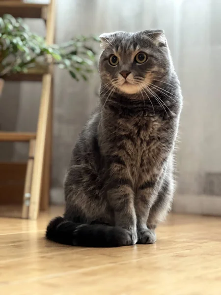 Gato Doméstico Espera Almoço Hipnotiza Pessoas — Fotografia de Stock