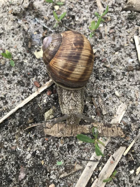 Snail Ground Stick Green Plant Selective Focus — Stock Photo, Image