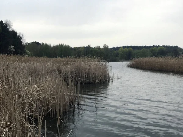 ウクライナの湖と葦の風景 — ストック写真