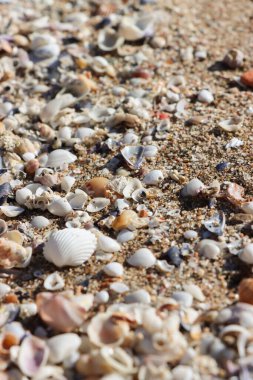 Akdeniz 'de bir plajda, kumda küçük detaylar bulunur. Doğanın harikaları. 