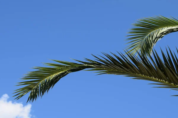 Liści Palmy — Zdjęcie stockowe