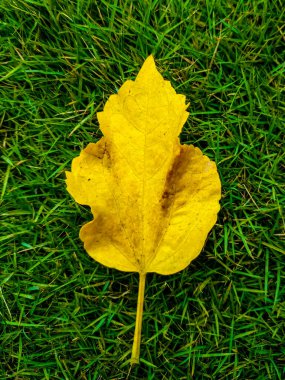 Çimlerin üzerinde sarı bir yaprak. Bir arka plan tek bir altın akçaağaç.
