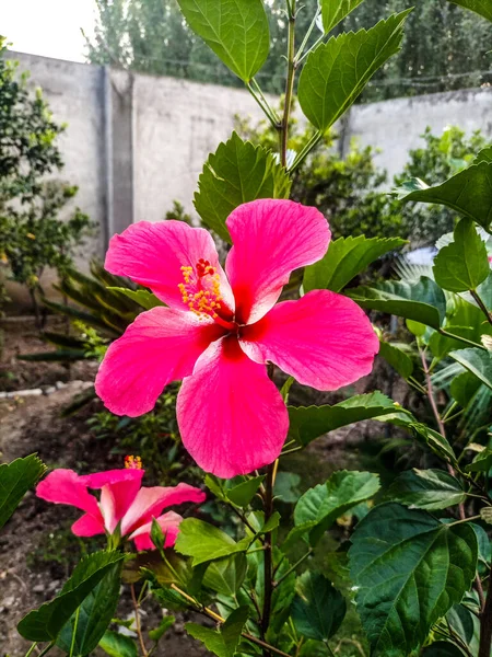 Rosa Hibiskus Blommor Trädgården — Stockfoto
