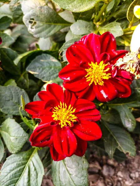 Rote Und Gelbe Blüten Aus Nächster Nähe Auf Dem Blumenbeet — Stockfoto
