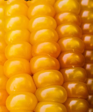 Sarı mısır. Yaklaş.