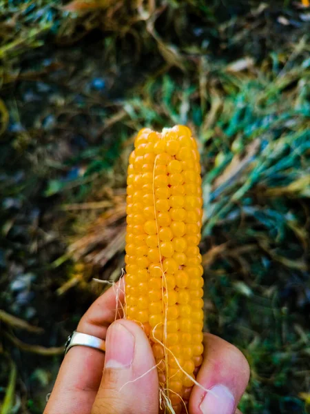Close Corn His Hands — стоковое фото