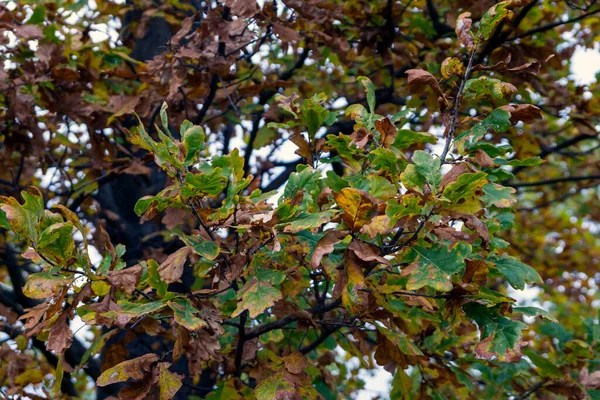 Dubové Listy Během Podzimu Žluté Čelo Barvy Podzimu Suché Listy — Stock fotografie
