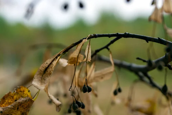 Lime tree at autumn time, seed of lime tree. -