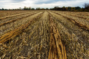 Tarlada endüstriyel keneviri kesmişler.. 