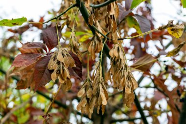Akçaağaçtaki eski yaprakların ve tohumların güzel bir botanik çekimi..