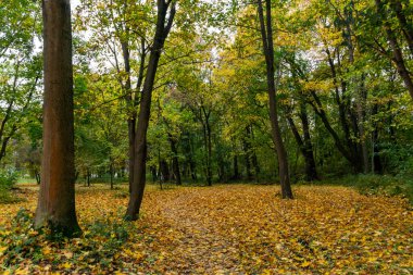 Parktaki sonbahar ormanı. Yeşil yapraklı, renkli ağaçlar. güneşli bir gün.