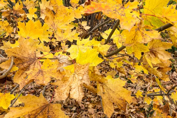 Желтые Осенние Листья Дерева Лесу — стоковое фото