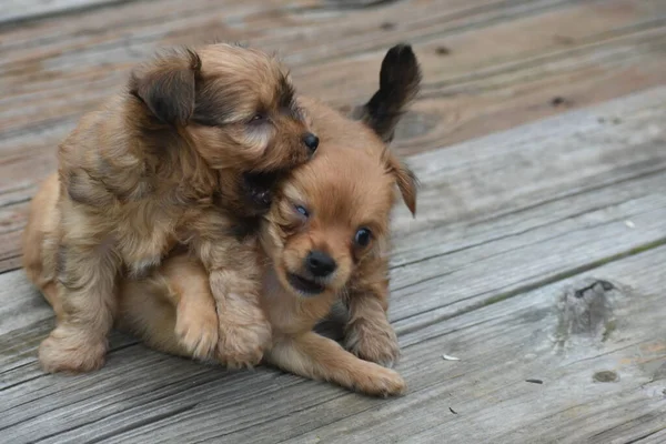 Due Cuccioli Che Giocano Sotto Portico — Foto Stock