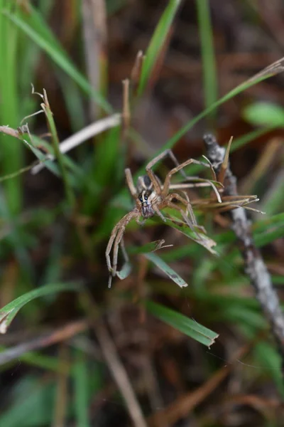 Wolf Spider Macro Dans Herbe — Photo