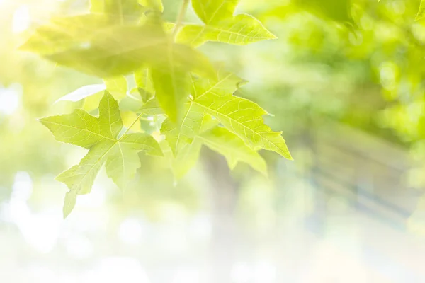 緑の葉のカエデの木の新鮮な自然春の季節明るい色の自然背景 — ストック写真