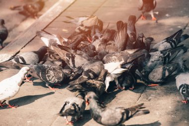 Kaya Güvercini yaygın kuş patojenleri Hayvan pisliği problemleri