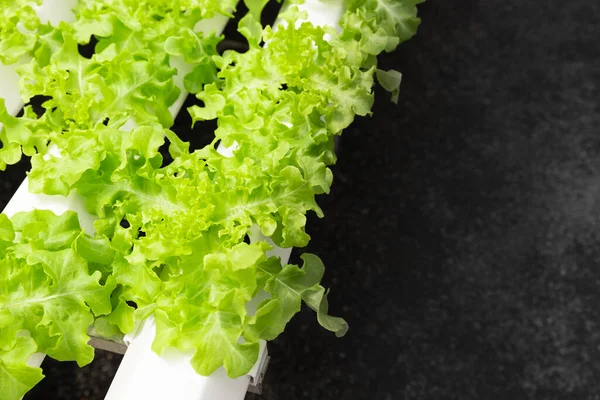 テキスト用スペースのある食べ物のための有機農場で新鮮なグリーンサラダが成長します — ストック写真