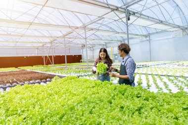 Hidrofonik organik marul ve salata bitkisi yetiştiren genç çiftçi. Modern tarım endüstrisi..