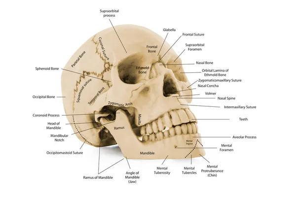 Diagramm Menschlicher Schädelknochen Mit Teilenamen Für Die Medizinische Ausbildung — Stockfoto