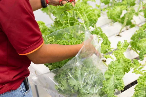 新鮮な有機野菜を収穫する農家水耕栽培の非化学植物 — ストック写真