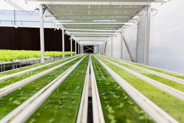 水耕栽培のための緑のもやしベビー苗工場の保育園 — ストック写真