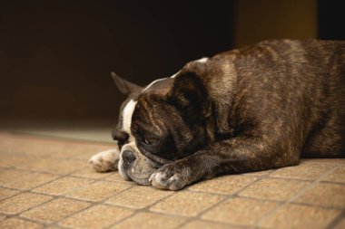 Üzgün evcil hayvan Fransız bulldog sıkıcı ve depresif bir ifade.
